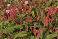 Persicaria amplexicaulis 'Pink Elephant' P9 (=Polygonum),Duizendknoop