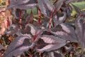 Persicaria microcephala 'Red Dragon' P9 (=Polygonum),Duizendknoop