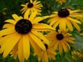 Rudbeckia fulgida 'Speciosa', Zonnehoed