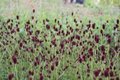 Sanguisorba officinalis 'Tanna', Grote pimpernel