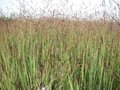 Panicum virgatum 'Heiliger Hain', Vingergras