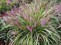 Pennisetum alop. 'Red Head', Lampepoetsersgras