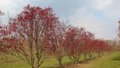 Acer palm. 'Fireglow', 200-250 cm 70L, meerstammig