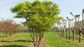 Acer palmatum, 200/250cm 70L, meerstammig, Japanse esdoorn