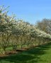 Amelanchier Lamarckii, 200/225 cm Pot, meerstammig, Krentenboom