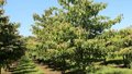 Cornus contr. 'Pagoda', 175/200 90L, meerstammig, Reuzenkornoelje