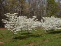 Cornus fl. 'Cloud Nine', 250/275 cm 150L, meerstammig, Kornoelje