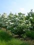 Cornus k. 'Milky Way' , 175/200 cm 90L, meerstammig, Kornoelje