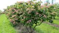 Cornus k. 'Satomi', 200/250 cm 90L, meerstammig, Kornoelje