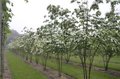 Cornus k. 'Chinensis', 150/175 cm 70L, meerstammig Kornoelje