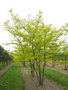 Gleditsia triac. 'Sunburst', 200/250 cm 130L, meerstammig, Amerikaanse Christusdoorn