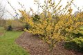 Hamamelis int. 'Pallida', 150/175 cm 90L, meerstammig, Toverhazelaar