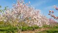 Magnolia loebn. 'Leonard Messel', 150/175 cm 90L, meerstammig, Beverboom