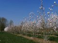 Magnolia soulangeana, 250/300 cm 500L, meerstammig Beverboom