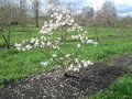 Magnolia Stellata, 175/200 cm 80L, meerstammig, Stermagnolia