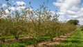 Malus 'Professor Sprenger', 200/250 90L, meerstammig, Sierappel