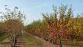 Malus 'Red Sentinel', 200/225 cm 90L, meerstammig, Sierappel