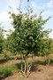 Parrotia persica, 175/200 cm 90L, meerstammig, Perzisch ijzerhout