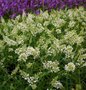 Buddleja dav. Free Petite 'Snow White', 3L Vlinderstruik