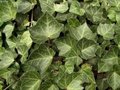 Hedera helix 'Woerner', 60-80 1.5L, Klimop