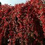 Parthenocissus quinquefolia, Wilde Wingerd