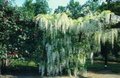 Wisteria flor. 'Shiro Noda' (=Alba), Blauwe regen