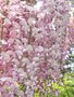 Wisteria flor. 'Honbeni' (=Rosea), Blauwe regen