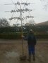 Liquidambar styraciflua, 14/16 Draadkluit, Lei-Amberboom voorgeleid met rek