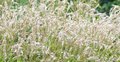 Persicaria ampexicaulis 'White Eastfield' P9, Duizendknoop