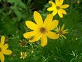 Coreopsis verticillata, meisjesogen