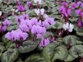 Cyclamen coum, Alpenviooltje