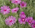 Delosperma cooperi