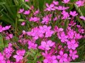 Dianthus deltoides 'Rosea', Anjer