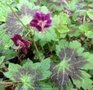 Geranium phaeum 'Samobor', Ooievaarsbek