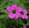 Geranium psilostemon, Ooievaarsbek