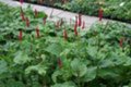 Persicaria amplexicaulis 'Speciosa' P9 (=Polygonum),Duizendknoop