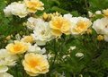 Rosa 'Golden Showers', Klimrozen