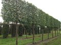 Quercus ilex, 6/8 Pot, Leiboom Steeneik voorgeleid met rek