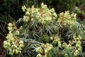 Helleborus foet. 'Wester Flisk', Kerstroos,Nieskruid