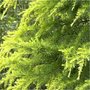 Cedrus deod. 'Aurea', 60-80 3L, Gele Himalayaceder