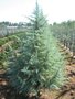 Cedrus deod. 'Bushes Electra', 60-80 3L, Gele Himalayaceder