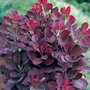 Cotinus cogg. 'Lilla', 25-30 2L, Pruikenboom ®