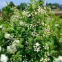 Deutzia lemoinei, 3L Bruidsbloem