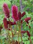 Sanguisorba 'Cangshan Cranberry', Grote pimpernel