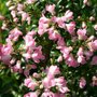 Escallonia 'Apple Blossom', 30-40 2L