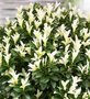 Euonymus jap. 'Paloma Blanca', 2L Japanse kardinaalshoed ®