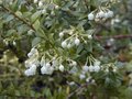 Gaultheria mucr. 'Alba', 1.5L Parelbes