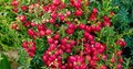 Gaultheria mucr. 'Purpurea', 1.5L Parelbes