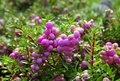 Gaultheria mucr. 'Rosea', 1.5L Parelbes