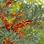 Hippophae rhamn. 'Leikora', 80-100 10L, Duindoorn